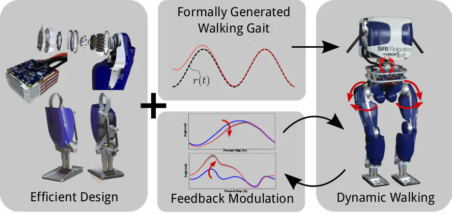 Realizing dynamic and efficient bipedal locomotion on the humanoid robot DURUS